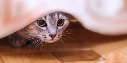 Cat Anxiety: How to Help Your Feline Feel Safe and Loved